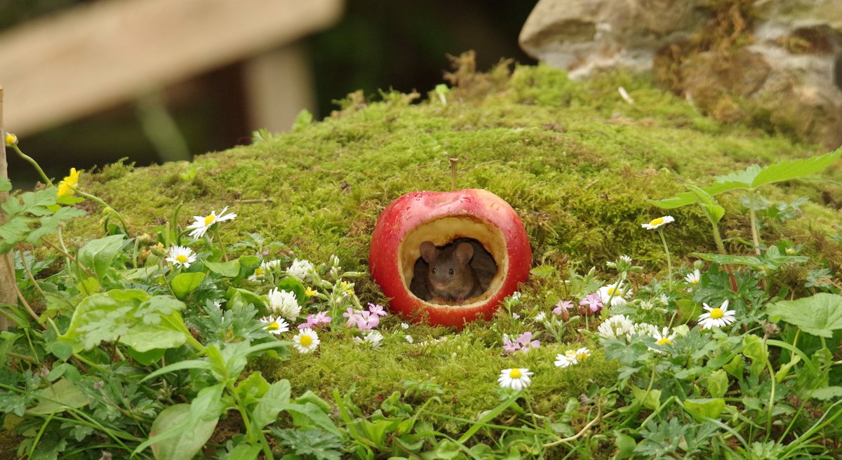 simon_dell_tog's tweet photo. little mouse in a apple house https://t.co/wIWQwJT6jO