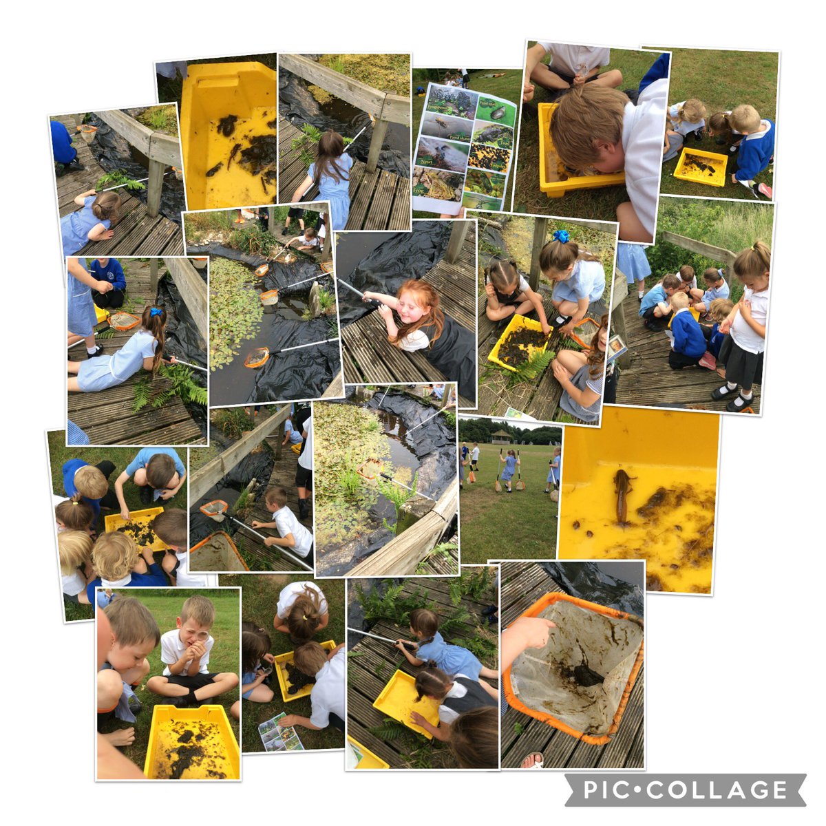 We had the best time pond dipping and spotted lots of different creatures! Ask the lions what they found 🦁💛 @Astley_Primary #pond #outdoorlearning #weareACE