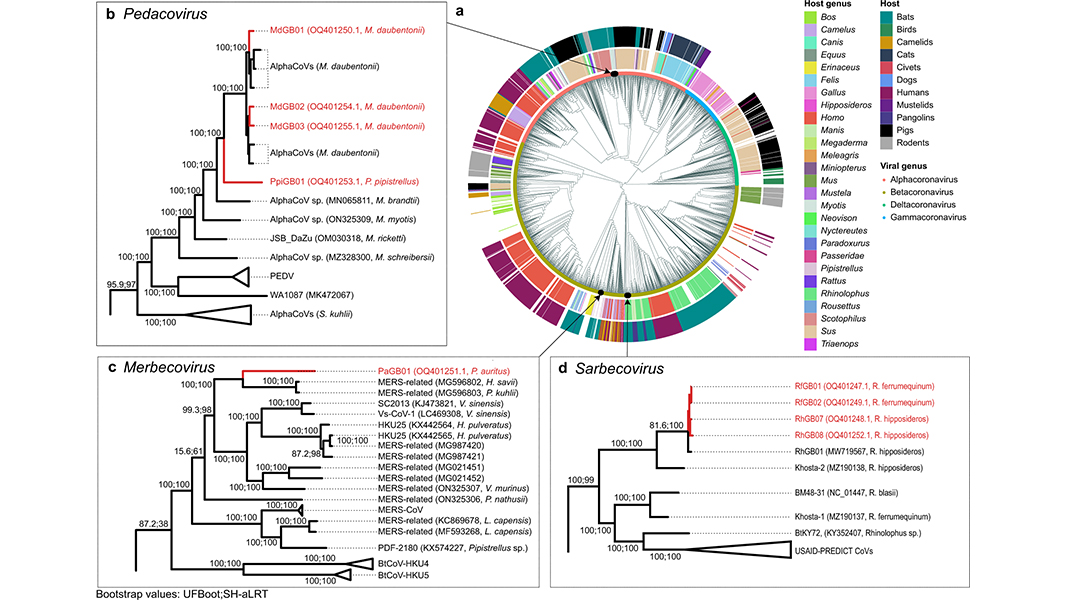 Some bat species in the UK may harbour coronaviruses that could one day have the potential to infect humans, suggests an analysis published in @NatureComms. go.nature.com/44neAWK