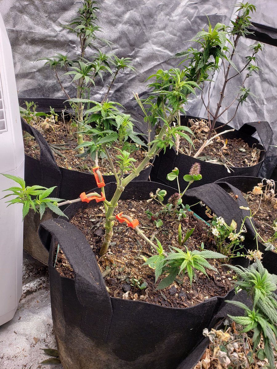 TokieOG's tweet photo. Spread your wings and fly. 
#growyourown
#CannaLand 
#cannabisculture https://t.co/dVaAhHPSFg