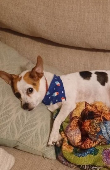 pamzee's tweet photo. @BethMooreLPM Here's lookin' atchu, kid. Your account is one of the only reasons why I'm still on Twitter.  My grandpup Sterling awaits everyone's adulation. 🤣 https://t.co/k1HvWyJ6wj