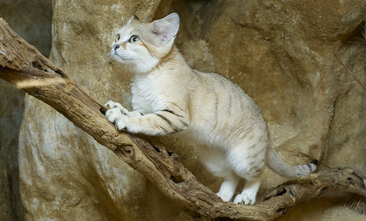 Our ESY Habitat this week is the Desert!

Did you know that Sand Cats can run 25 miles per hour and typically weighs less than 8 pounds? Neither did we! We also learned that they are very cute.