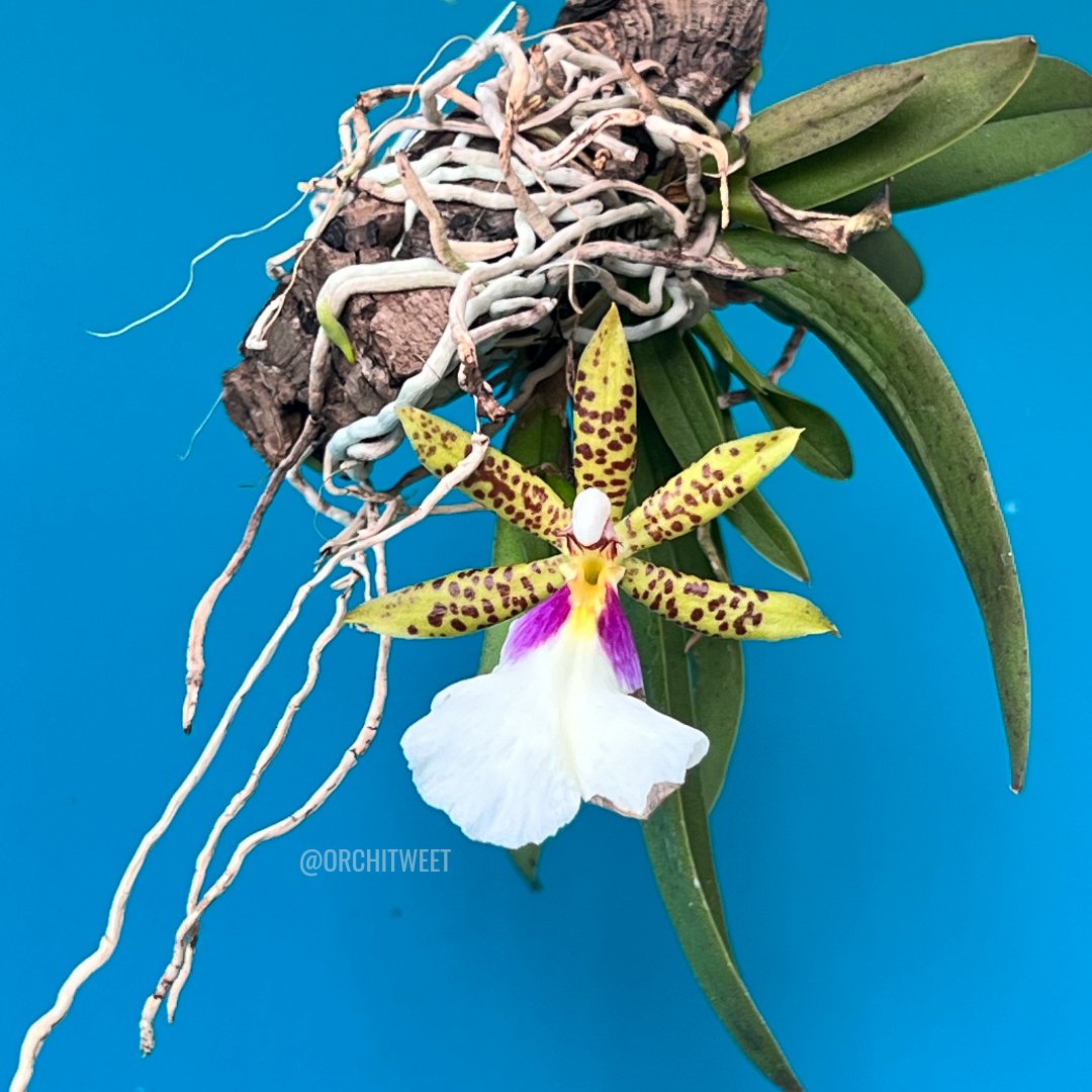 Orchitweet's tweet photo. #Trichocentrum tigrinum, grown by our member Enrico Giubertoni
#orchids from #noidellaSFO
#orchidee #orquídeas #orchideen #orchidées #rareflowers #orchidlovers https://t.co/M7NjJxjMvK