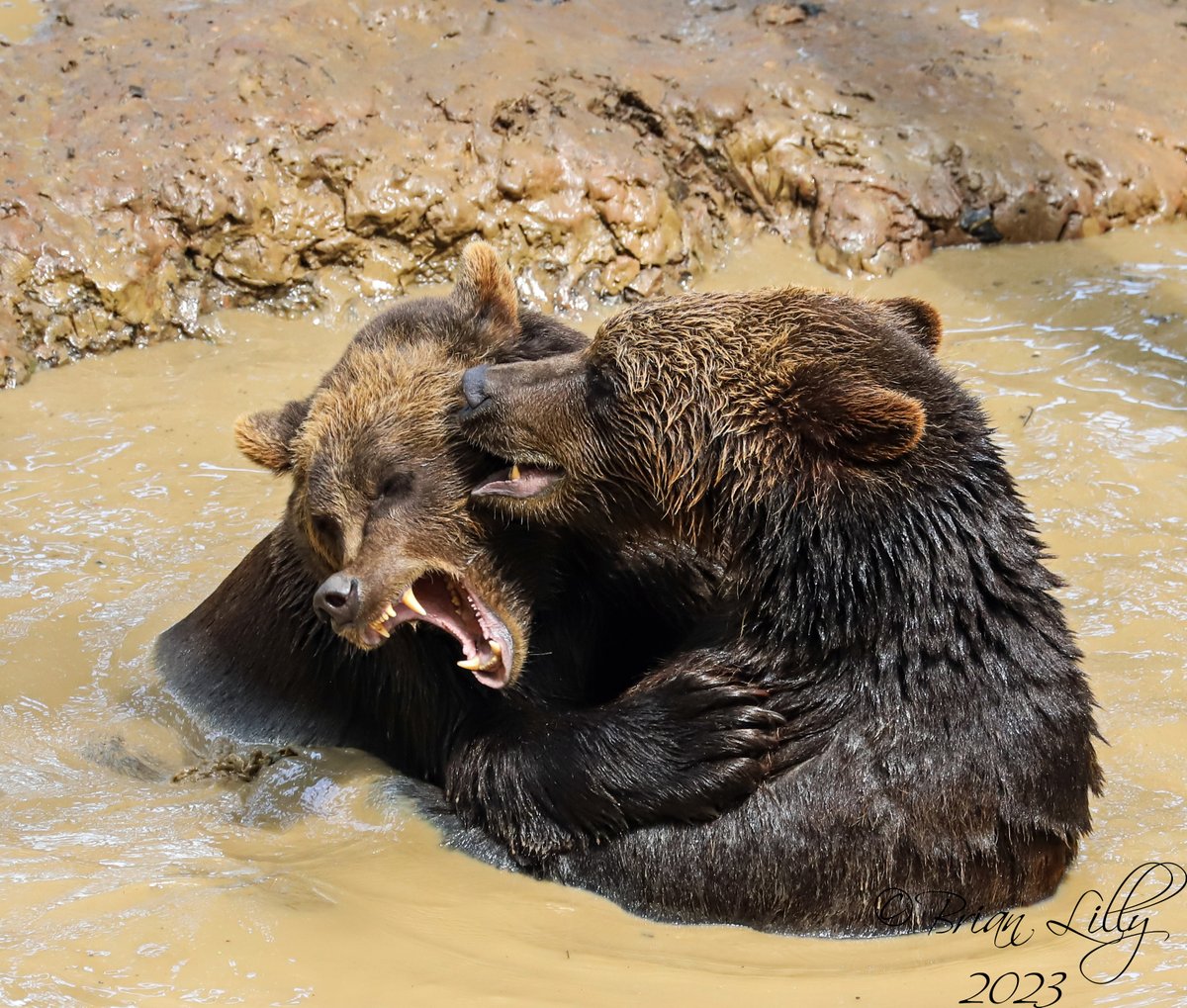 Eurasian brown bears play fighting in the pool @wild_place #brownbears