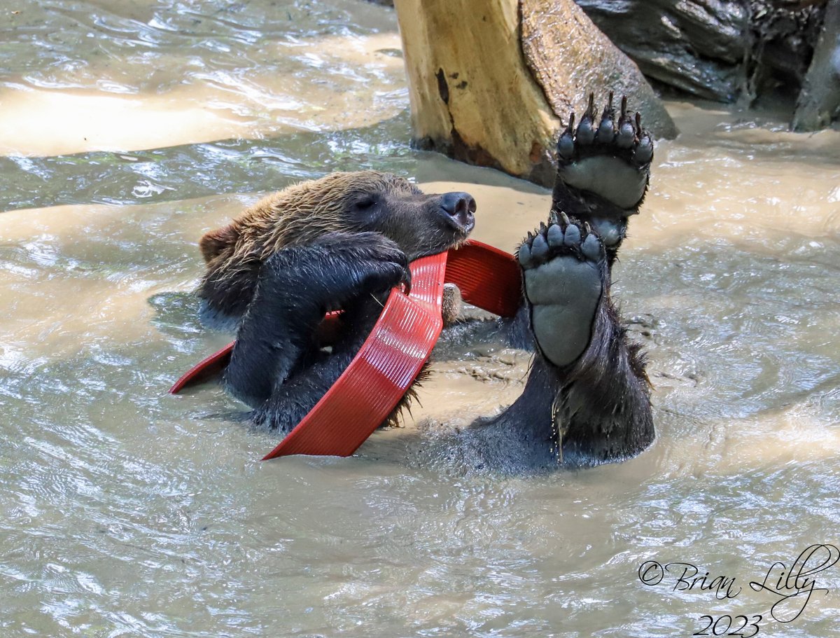 Eurasian brown bear playing with hosepipe enrichment @wild_place #brownbears
