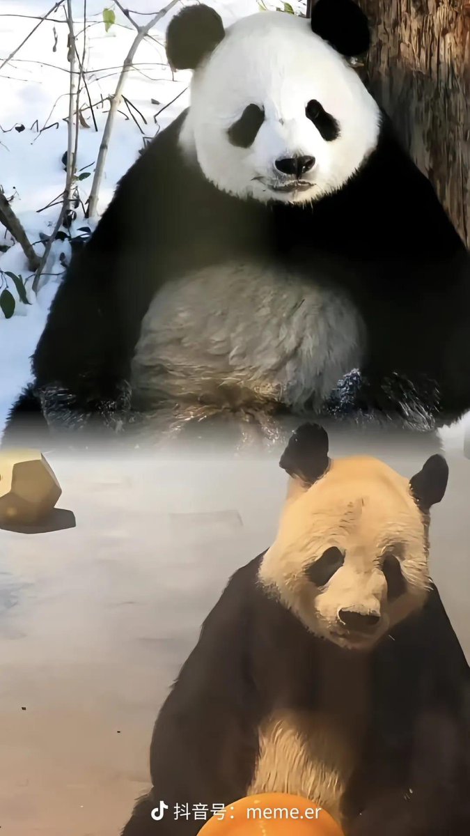 _imwindy's tweet photo. #SaveMEIXIANGFAMILY
#PRAYforPANDA

#MeiXiangFamily
#savetiantian
#savemeixiang
#savexiaoqiji

 #hành_trình_đếm_ngược_đến_6 https://t.co/fzrdHWvmIs