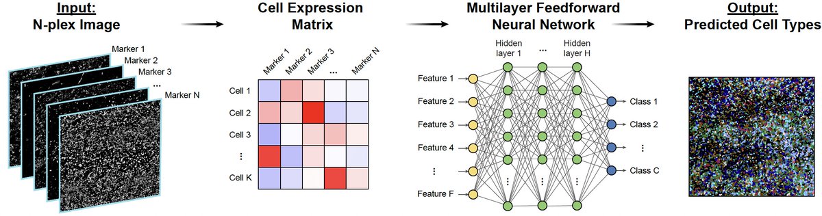 Trying to annotate Spatial Proteomics or imaging data? We got the tool for you! 

Introducing MAPS: Machine learning for Analysis of Proteomics in Spatial biology, a super duper fun collaboration with <a href="/AI4Pathology/">Faisal Mahmood</a>'s lab biorxiv.org/content/10.110…