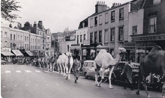 I wonder why  were camels walking up Blackheath high street in about 1930’s