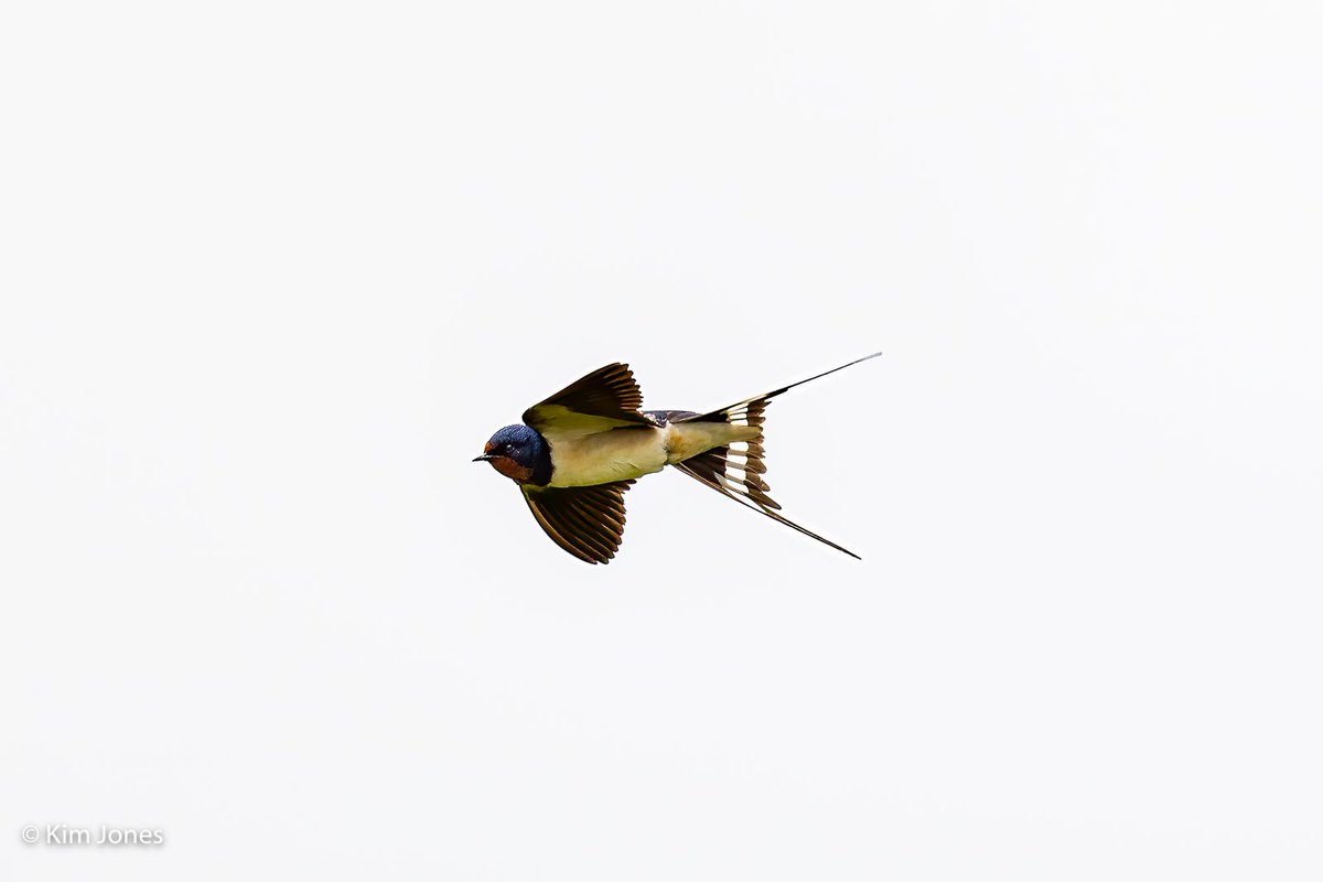 Swallow at @WWTWelney today

@Natures_Voice @_BTO @CanonUKandIE @visitnorfolk @ElyPhotographic 

#OneSwallow