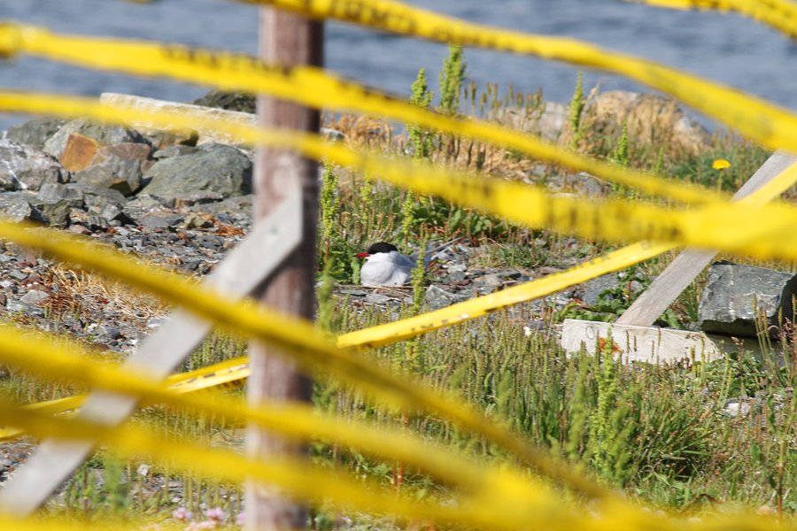 Intolerant human: There's no way I can live alongside nature. I must cover the pier in bright yellow tape to stop these horrible terns from nesting. Arctic Tern: Whatever.