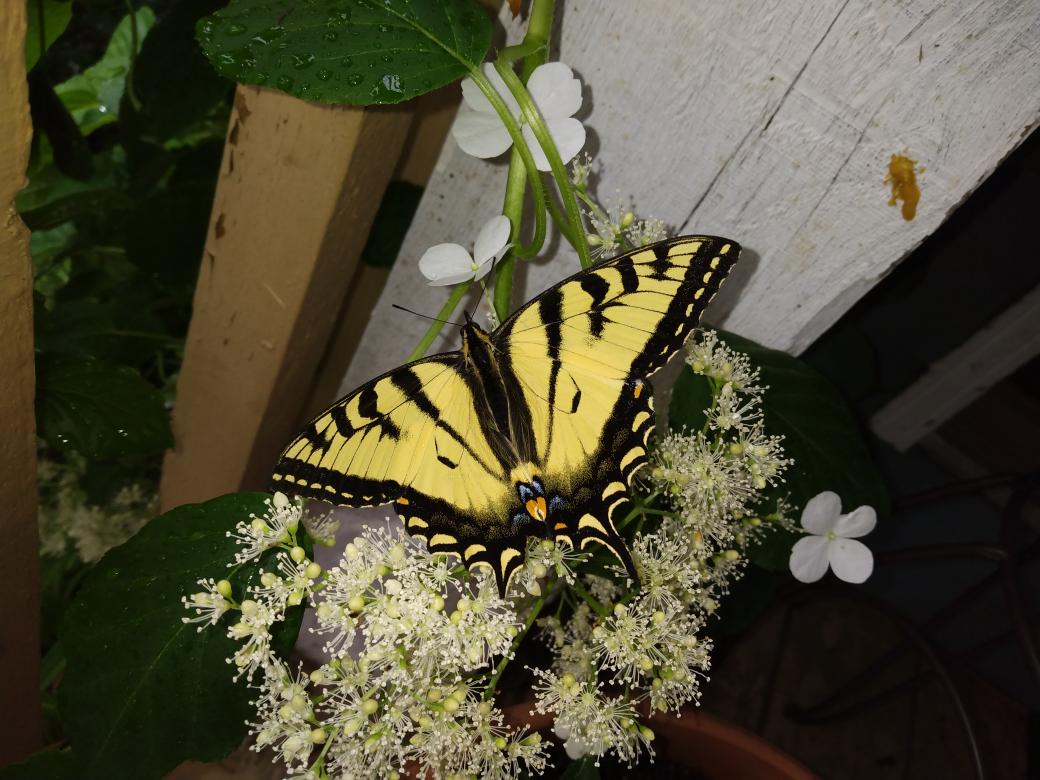 Pollen Angels tweet media