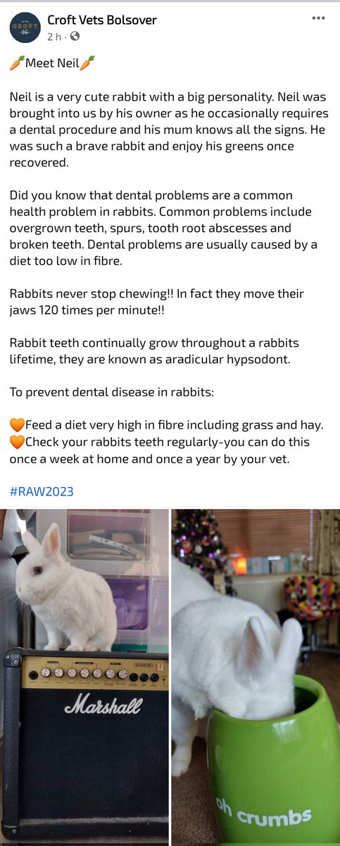 RabbitNeil's tweet photo. Celebrity on my vets Facebook 😎 #neiltherabbit https://t.co/SkCl4pEnf1
