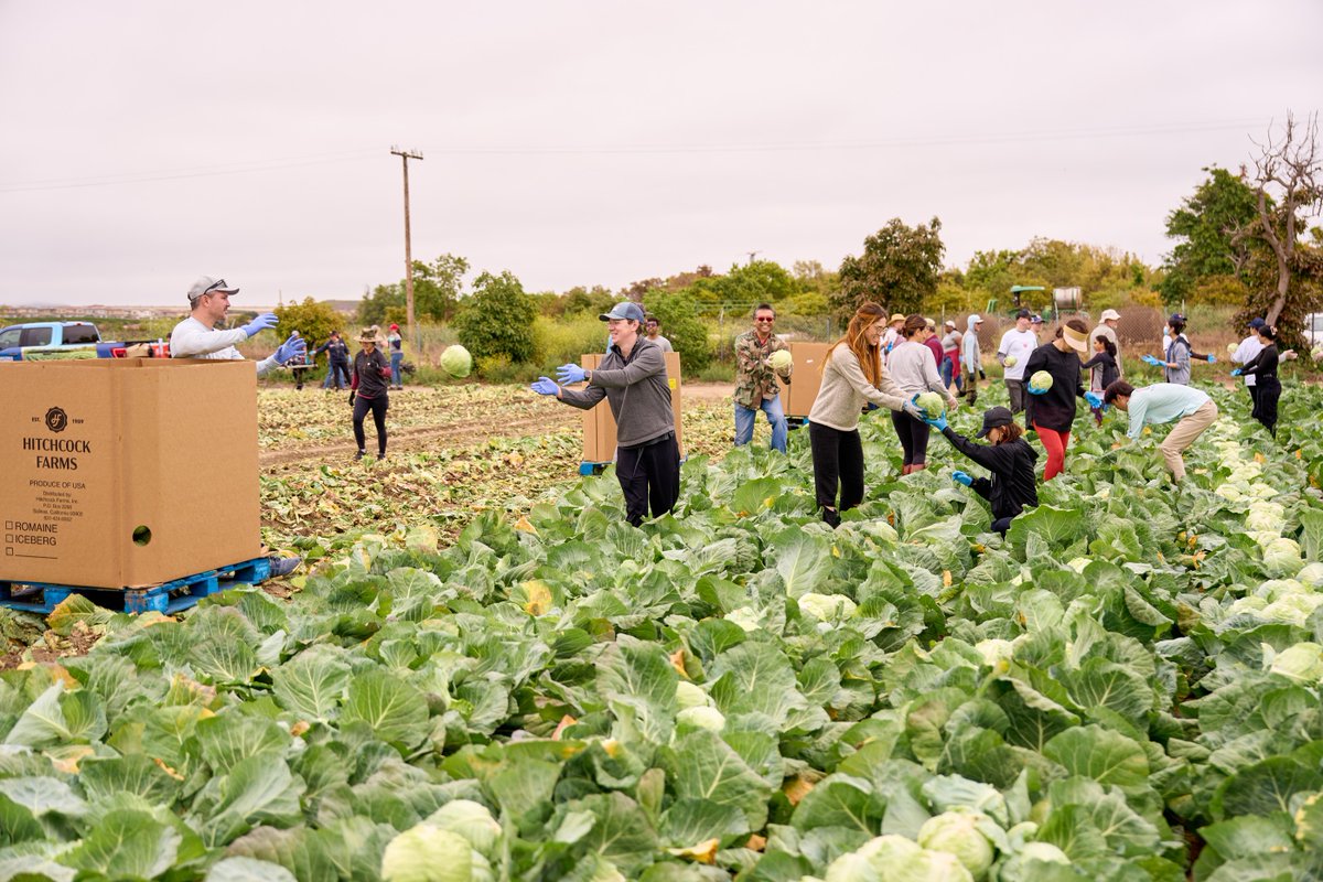 BayWa_re_na's tweet photo. Our team had a great time volunteering with Second Harvest Food Bank of Orange County. They harvested over 3,000 pounds of cabbage and 1 acre of broccoli! 
Visit Second Harvest Food Bank of Orange County website: https://t.co/veRMDbR0uS

#WeEffectChange #ForOurPlanet https://t.co/bIGtcrGL14
