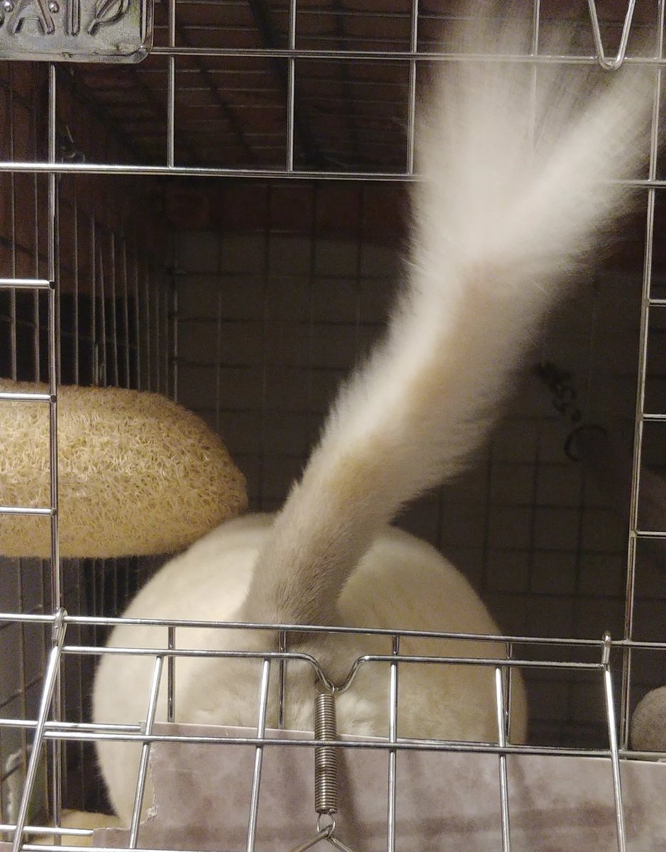 しっぽ長っ https://t.co/sJFcaqmxs0