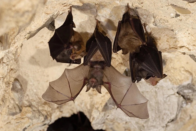 🦇☝️ #Zoonose: de nouveaux #coronavirus étroitement liés au SRAS-CoV-2 découverts chez les chauves-souris, mais il est peu probable qu'ils se propagent chez l'humain sans évolution préalable

➡️ ow.ly/N6p350OZ6Qb