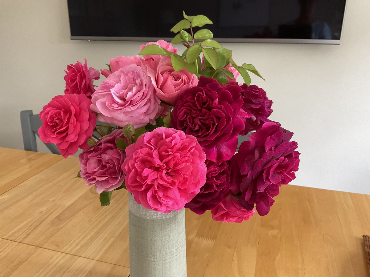 A lovely bunch of David Austin #Roses from the #garden <a href="/daustinroses/">David Austin Roses</a>  ( I was supposed to be dead heading but some undead jumped out 🙄)