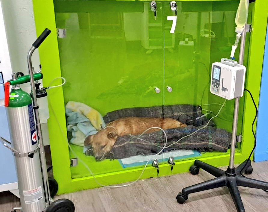 FundacionToby's tweet photo. Lucho jr sigue luchando por su vida 🧡 prendan muchas veladoras amigos 🧡 Diosito esta escuchando nuestras oraciones 🧡 https://t.co/dmpTbH8ZtA