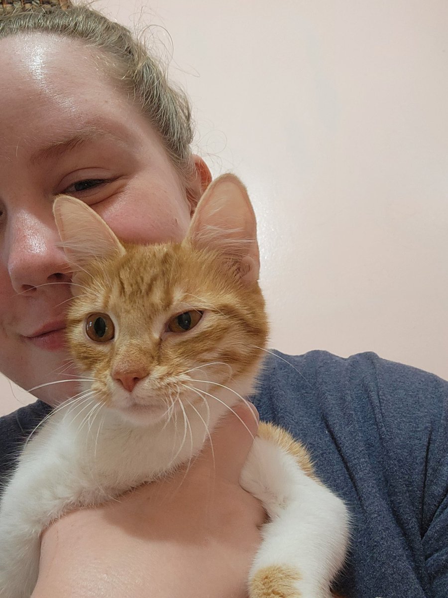 CarolIsOkay's tweet photo. Shes the sweetest kitty ever!! Mara Mae 😍 https://t.co/fEpnN1I8gn