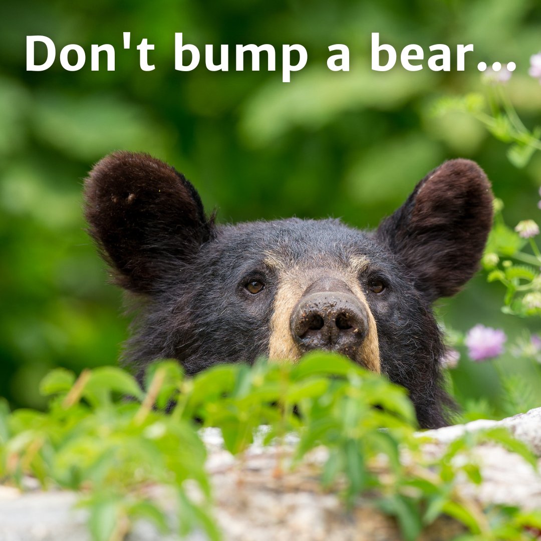 Shenandoah National Park Trust tweet media