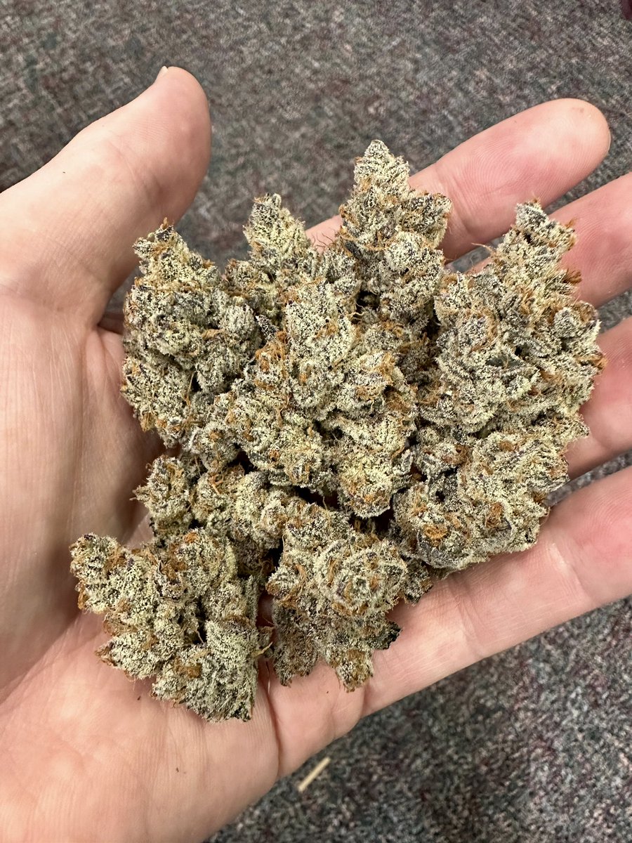 exoticgenetix tweet picture