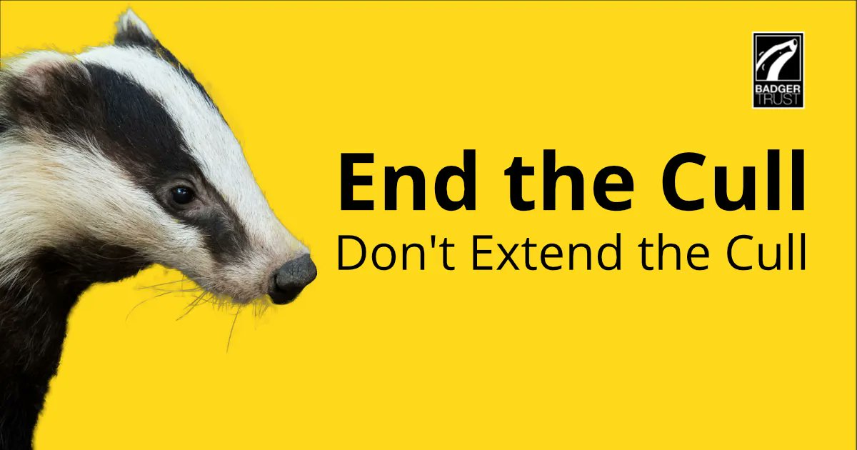 PARLIAMENT LOBBY 12TH JULY 14.30PM. Join Badger Groups &amp; <a href="/BadgerTrust/">Badger Trust</a> to let MPs know we want to END THE CULL, DON'T EXTEND THE CULL.  Write to your MP,  invite them to meet you in the lobby at 2.30pm.  Email: northantsbadgergroup@gmail.com for more information #EndTheCull