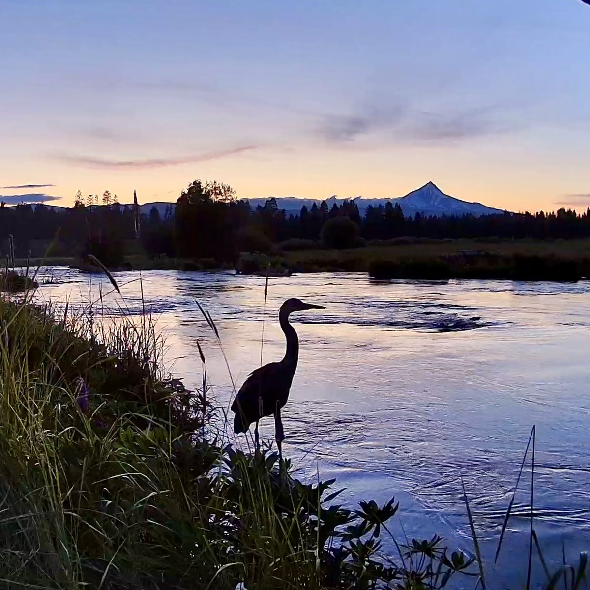Meet one of our skilled local fishermen patrolling the banks of the Metolius at dusk. 🎣 #MetoliusRiver #birding #NatureLovers #OregonWildlife #FishingLife #NaturePhotography