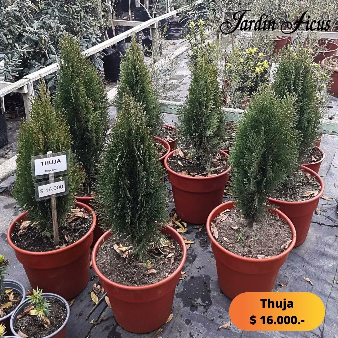 ficus_jardin's tweet photo. ¡Bellos árboles y arbustos te esperan en Jardín Ficus Quilpué!
#jardinficus #arboles #arbustos #pinoelwoodi #thuja #hayaroja #alcanfor #rafiolepis #vautro #romeroazul #retamo #retamorojo #magnoliograndiflora #amantesdelasplantas #quilpue #regiondevalparaiso #quintaregion https://t.co/bU8jqyiVuB