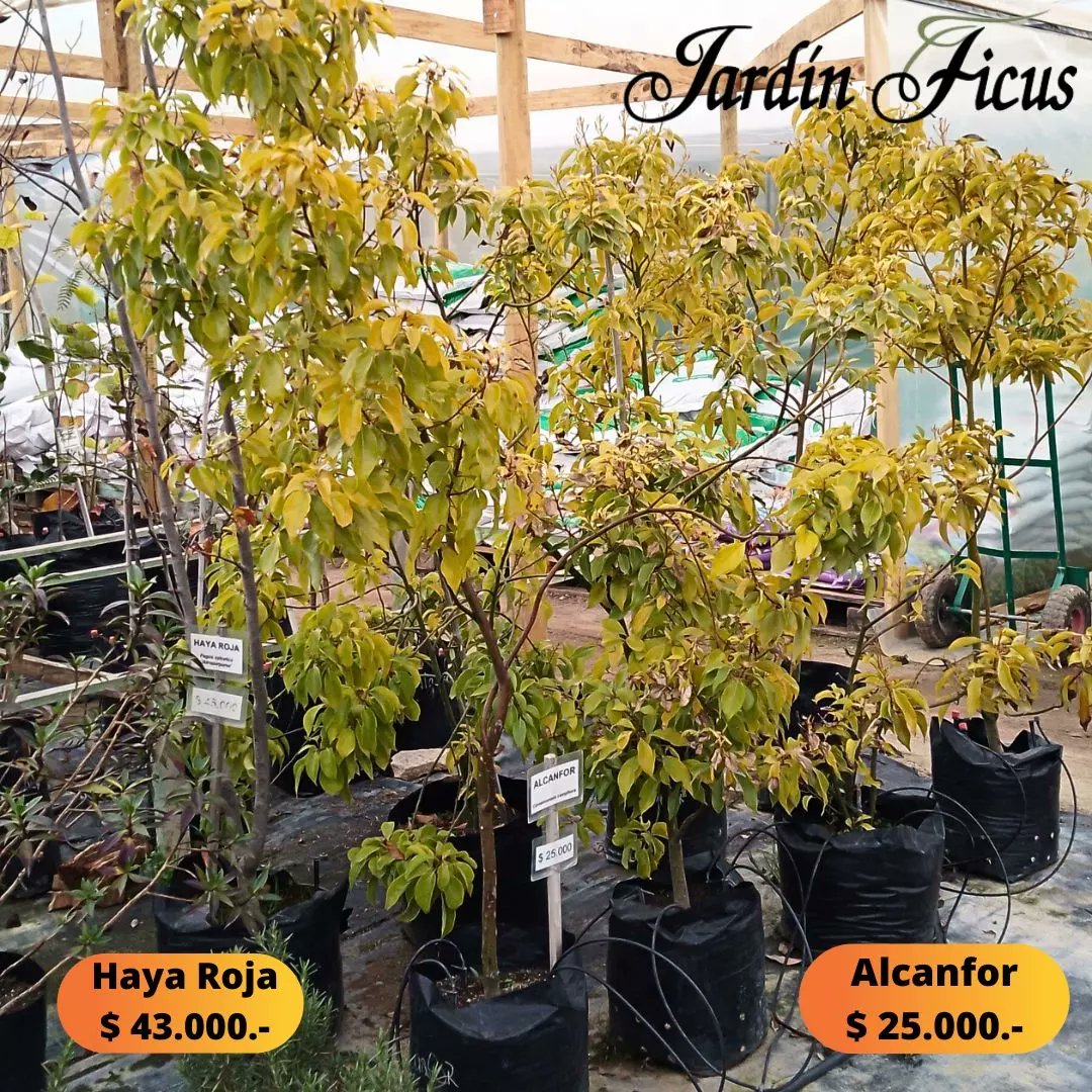 ficus_jardin's tweet photo. ¡Bellos árboles y arbustos te esperan en Jardín Ficus Quilpué!
#jardinficus #arboles #arbustos #pinoelwoodi #thuja #hayaroja #alcanfor #rafiolepis #vautro #romeroazul #retamo #retamorojo #magnoliograndiflora #amantesdelasplantas #quilpue #regiondevalparaiso #quintaregion https://t.co/bU8jqyiVuB