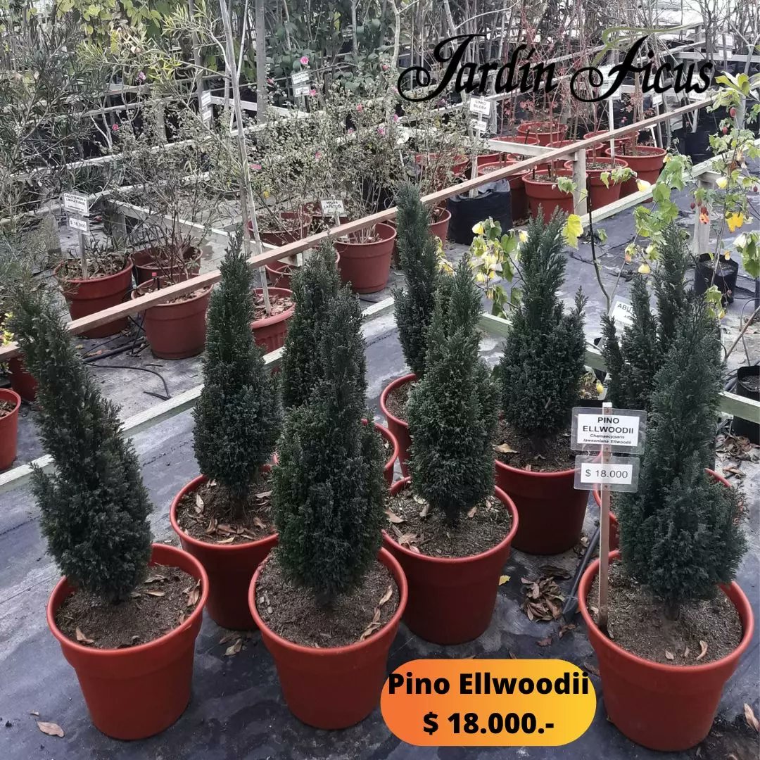 ficus_jardin's tweet photo. ¡Bellos árboles y arbustos te esperan en Jardín Ficus Quilpué!
#jardinficus #arboles #arbustos #pinoelwoodi #thuja #hayaroja #alcanfor #rafiolepis #vautro #romeroazul #retamo #retamorojo #magnoliograndiflora #amantesdelasplantas #quilpue #regiondevalparaiso #quintaregion https://t.co/bU8jqyiVuB