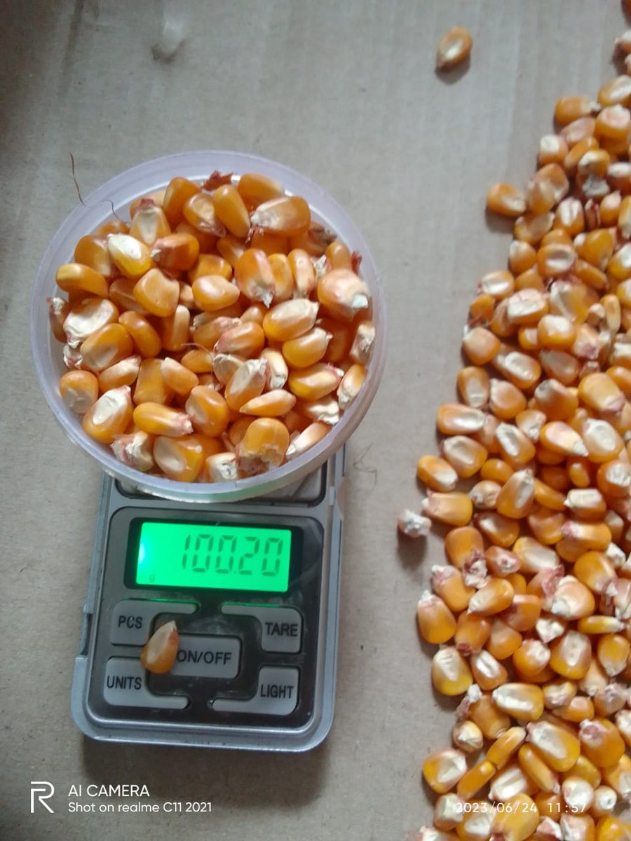 EXIMPURITY's tweet photo. Maize moisture and quantity check #maize #Premium #quality #corn #moisture #qualitycheck #eximpurity https://t.co/GVt6GKXB2s