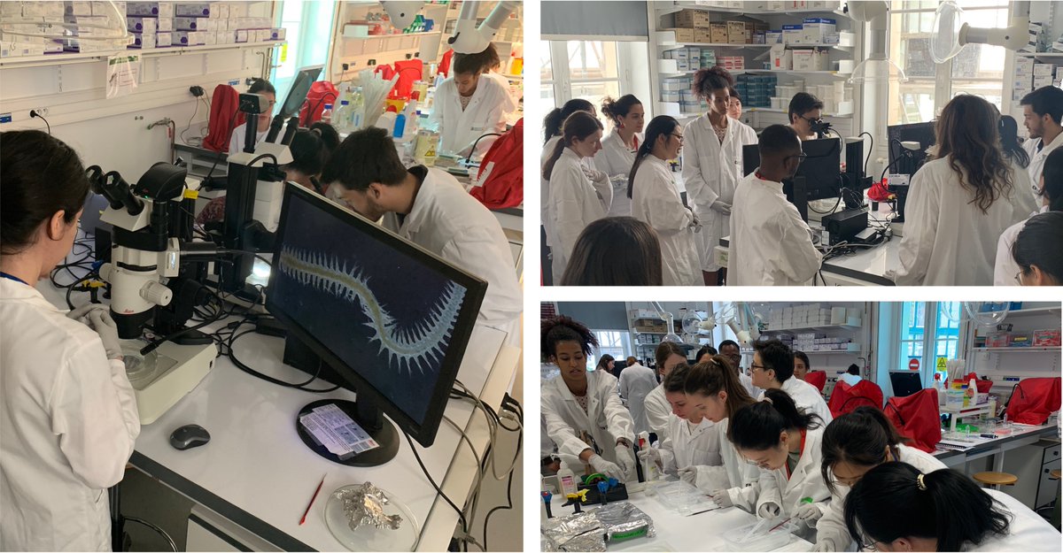 📣 Third day of the #ASCB course at the <a href="/institutpasteur/">Institut Pasteur, since 1887</a> with Shahragim <a href="/LabTajbakhsh/">Tajbakhsh lab</a>  and Laure Bally-Cuif @zenlabpasteur 
🏆 14 students were selected from a large number of applications to discover the latest advances in the field of #stemcells. Thanks to all instructors.