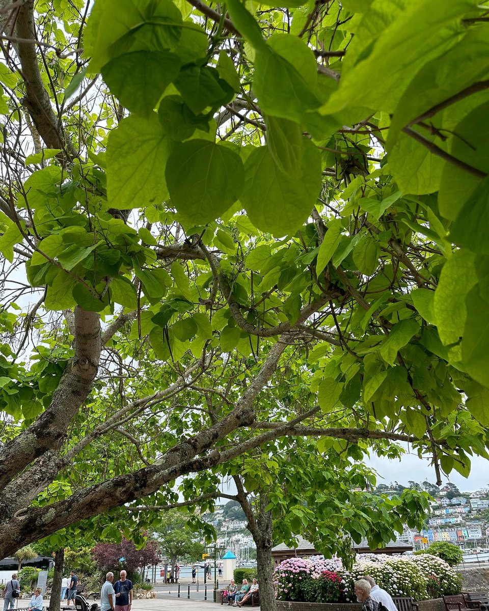 A quick trip to #royalavenuegardens in #dartmouth located in the heart of the town along the harbour front. Victorian style gardens, with lots of exotic species. All look healthy and well maintained. 
#landscape #plantingdesign #horticulture #garden #gardendesign