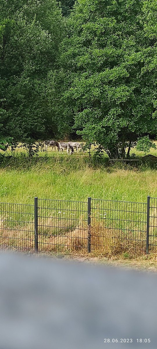 MasterRelaxe's tweet image. 1 Esel fotografiert, 3 sind am...

Schönen Abend...