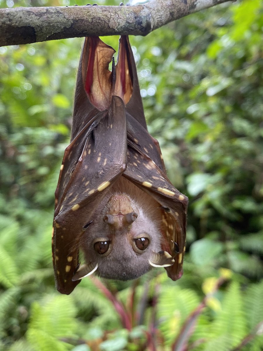 In #Indonesia iNat user carlosbocos saw this Common Tube-nosed Fruit #Bat (Nyctimene albiventer), and it's our #WildlifeWednesday Observation of the Day!

More details at: inaturalist.org/observations/1… #mammals #nature #wildlife #biodiversity
