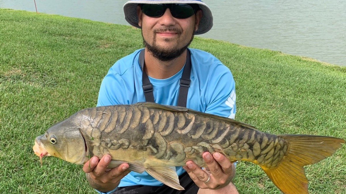 fishingselfmade's tweet photo. Beautiful mirror carp I caught when it seemed like everyone on the lake wasn't getting a bite. Talk about a great day!
.
.
#fishing #hammerdown #tightlines #SelfMadeFishingTV #addictedtofishin #fishingislife #fishingvideos #fishingpics #fishingpicoftheday #family #catchandrelease https://t.co/GFASZcRrVp