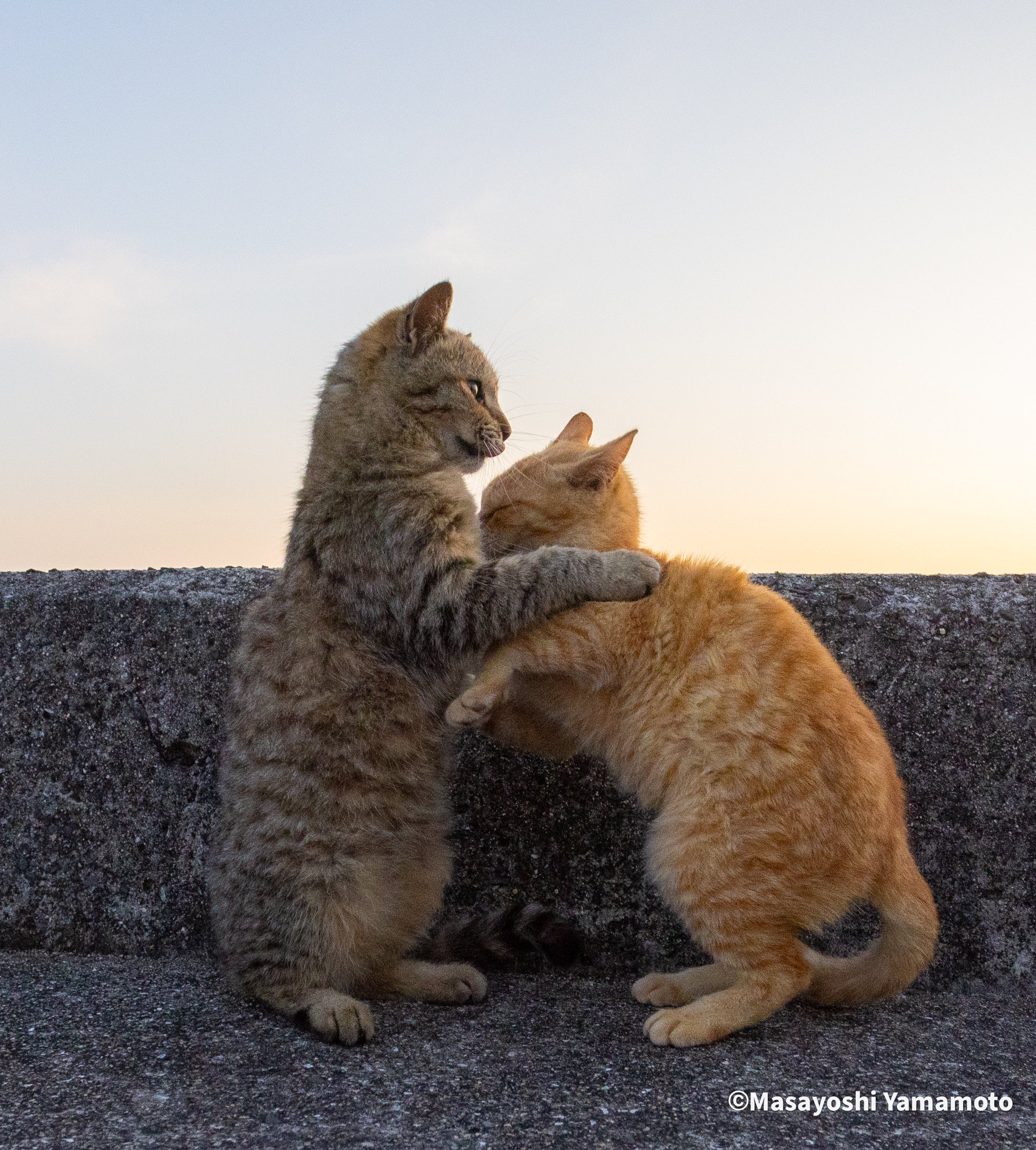 山猫 野生の山猫を飼いたい委託されるかな : Changun-kun