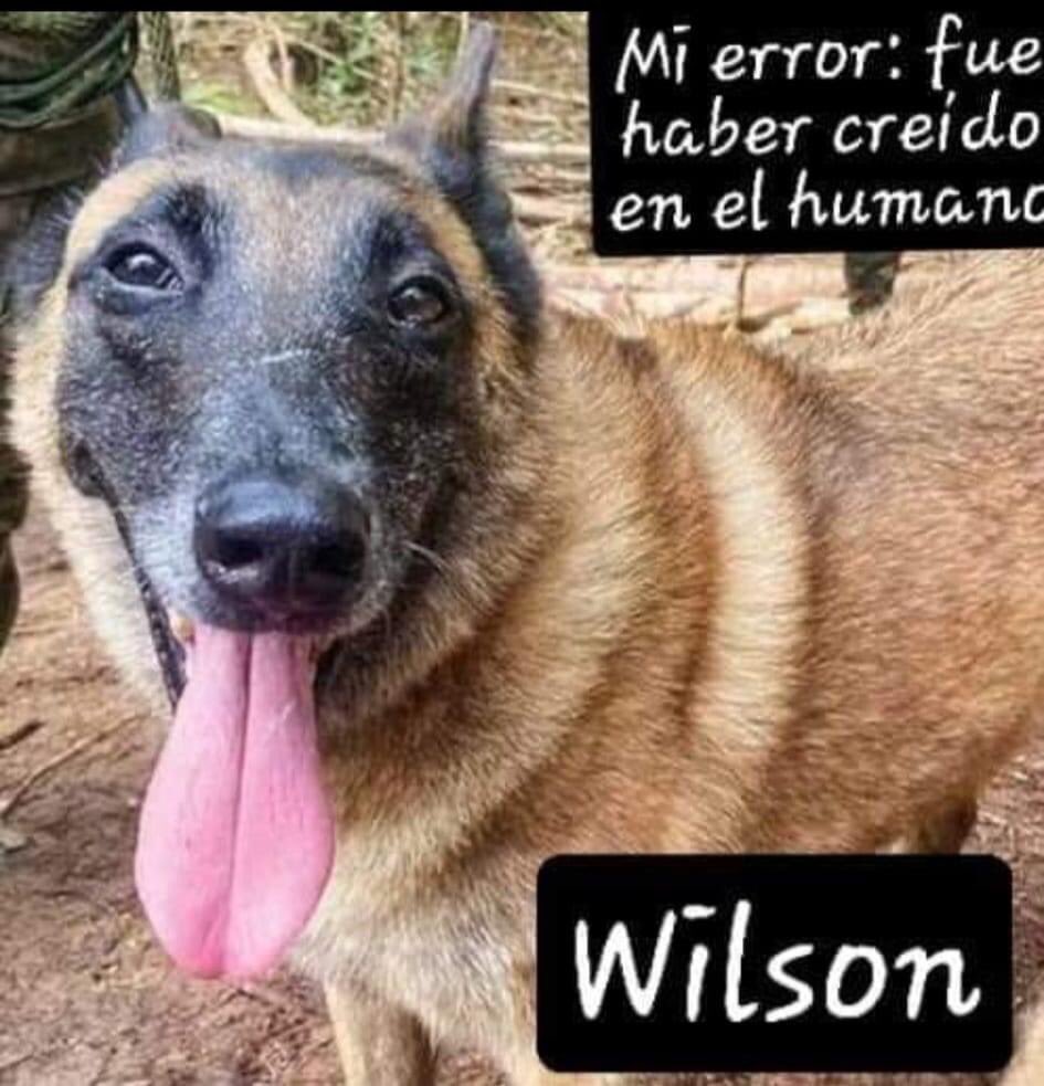 yarez4's tweet photo. Me abandonaron cuando más necesité de los humanos.
Dí todo de mi para cumplir una misión.
Solo recibí indiferencia.
Díganle a mi mamita que quise ser siempre su orgullo..Sigo..
 #WilsonVuelve #wilson #wilsonheroenacional @COL_EJERCITO @FuerzasMilCol @PlataformaALTO https://t.co/HlfGlWjQdr