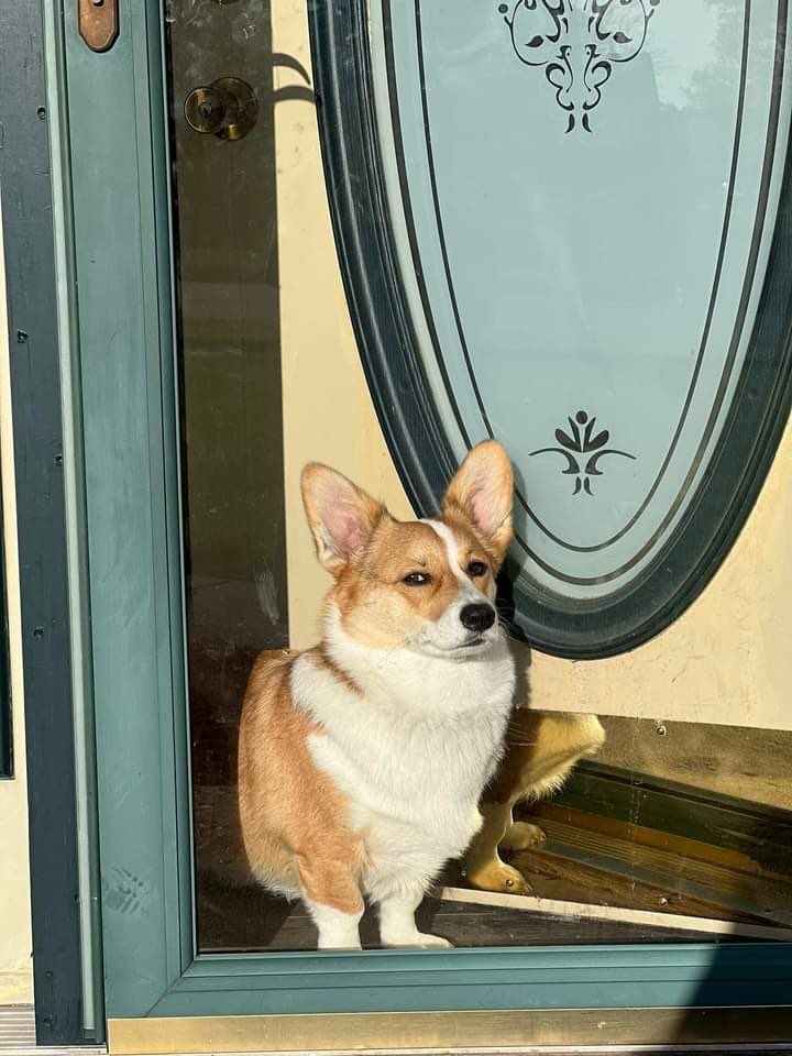 This is Wenjie. He sees you are leaving for work without him. Again. Not surprised, just disappointed. And won't let you forget that. 13/10