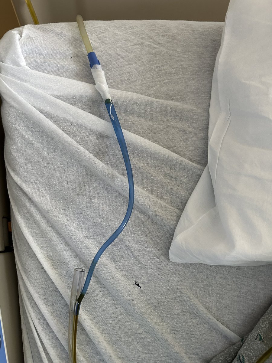 Isaiah Turnbull tweet media