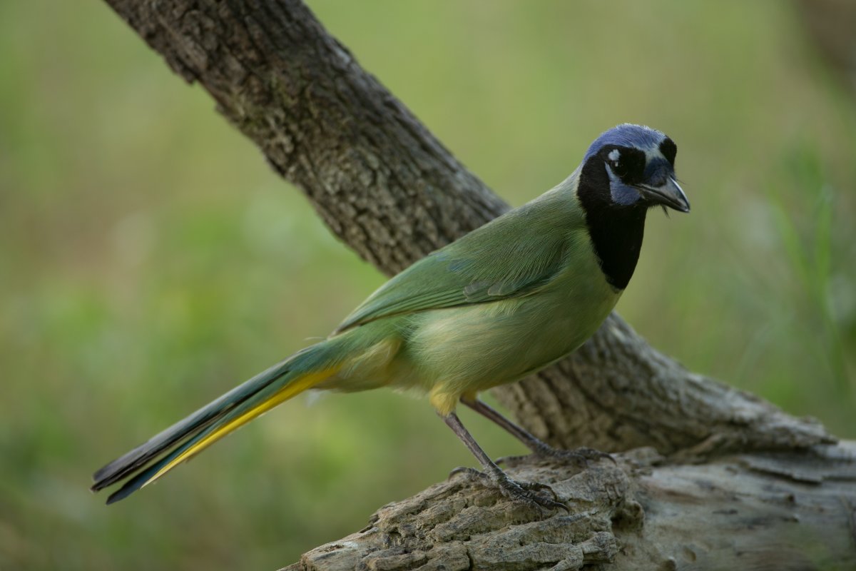 East_Foundation's tweet photo. South Texas ranches help preserve tracts of land, but few long-term non-game bird studies exist. To address this gap, surveys were conducted annually on East Foundation properties from 2010 to 2020, documenting species occurrence, richness, and abundance. https://t.co/z50nD0VJVb https://t.co/92Qt55n2fA