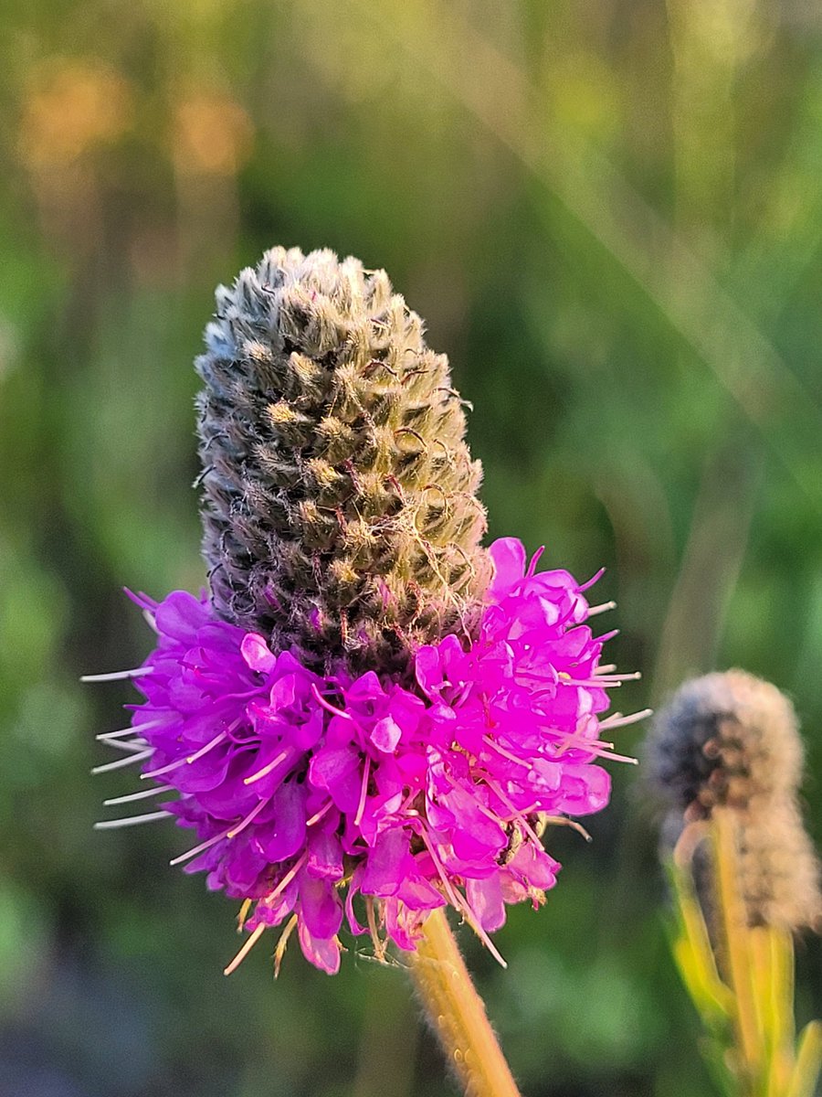 k8esue's tweet photo. Need more light in the world right now. How about a purple prairie clover wearing a tutu? https://t.co/fTTcoRXSRe