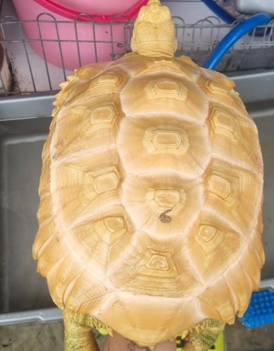 Edisonc93935750's tweet photo. Albino sulcata tortoise https://t.co/c0Ym6zxVQ5