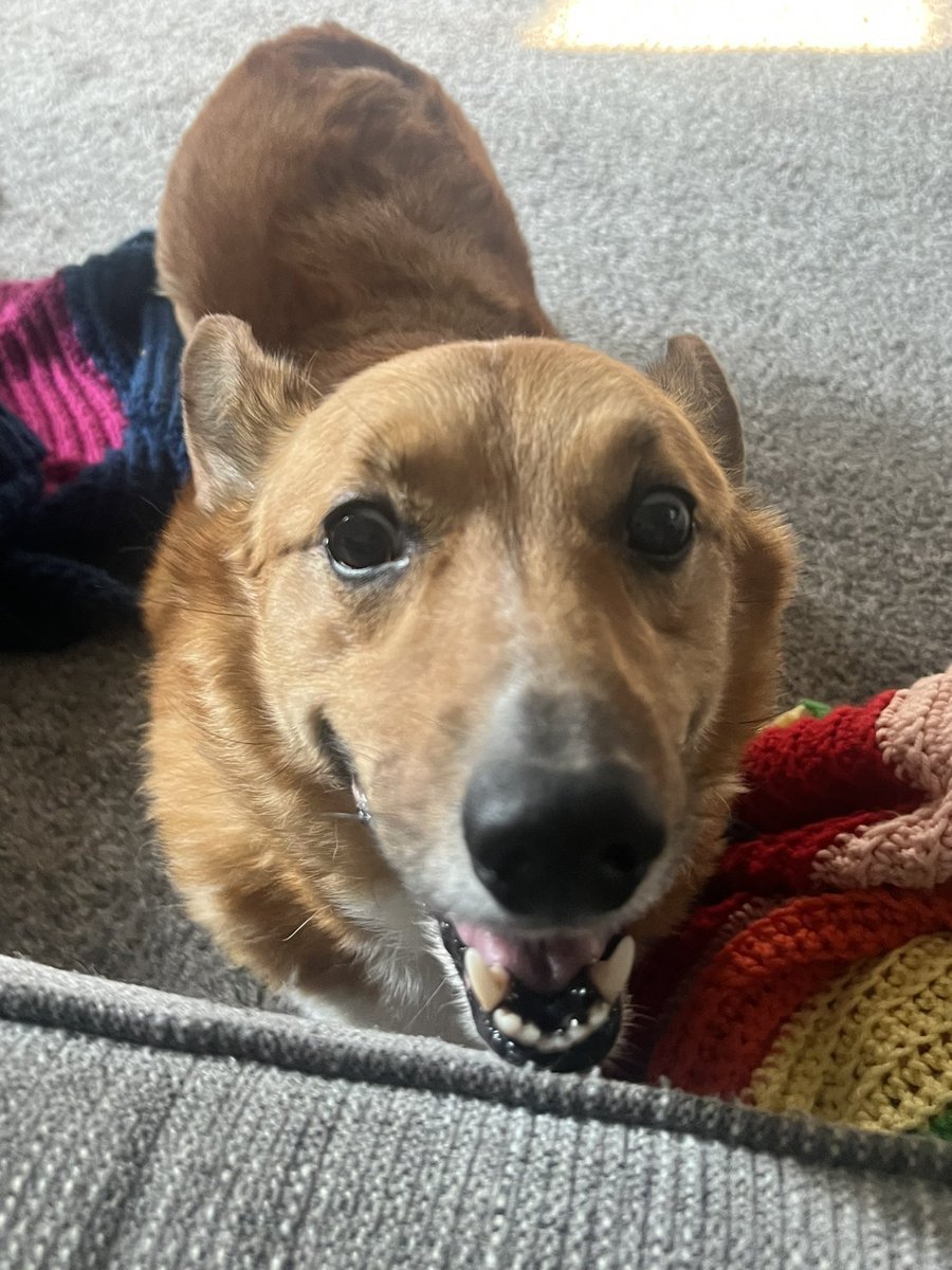SherlockTheCorgi tweet media
