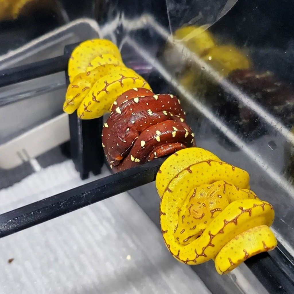 Edisonc93935750's tweet photo. Babies Morelia viridis https://t.co/PjM39IMcVY