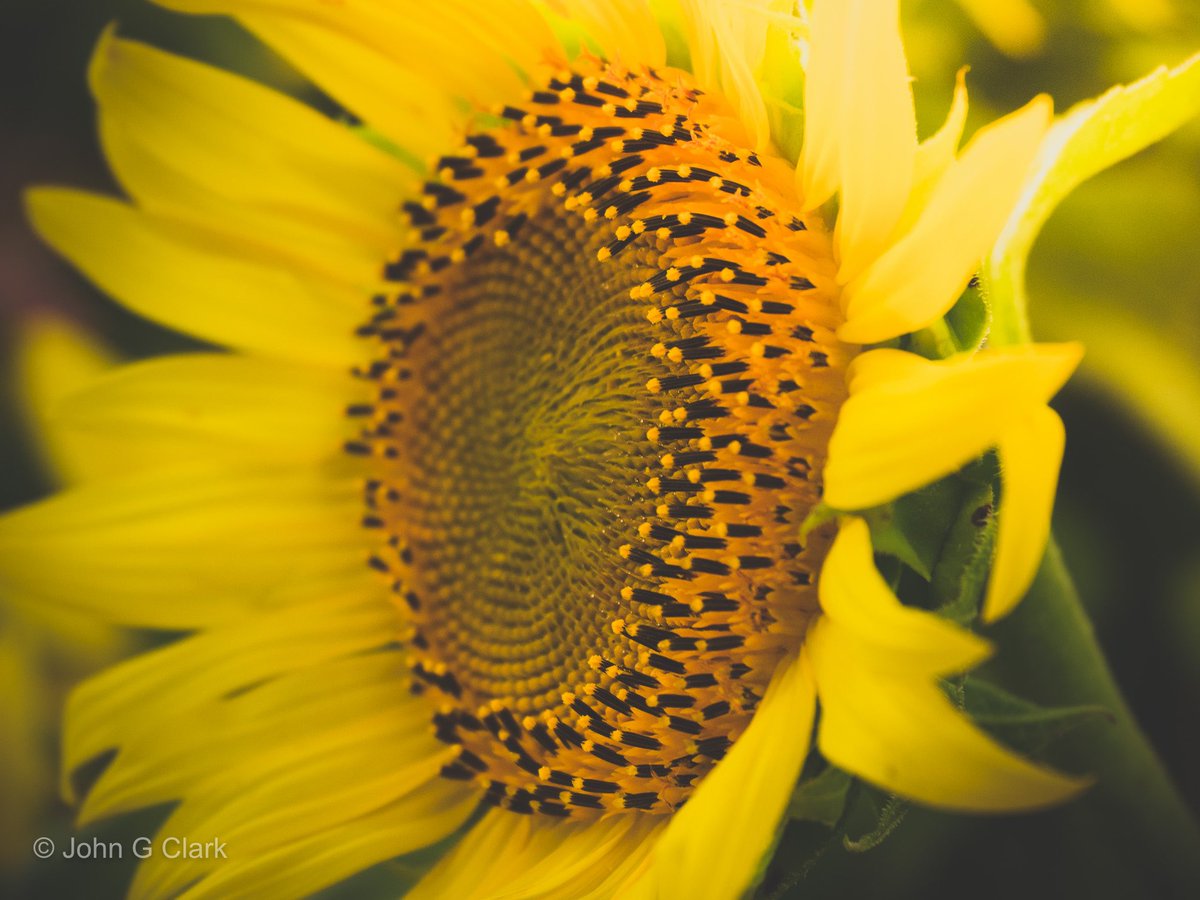 Sunshine in the form of a flower
#flowerphotography #ThePhotoHour #on1pics @ON1photo