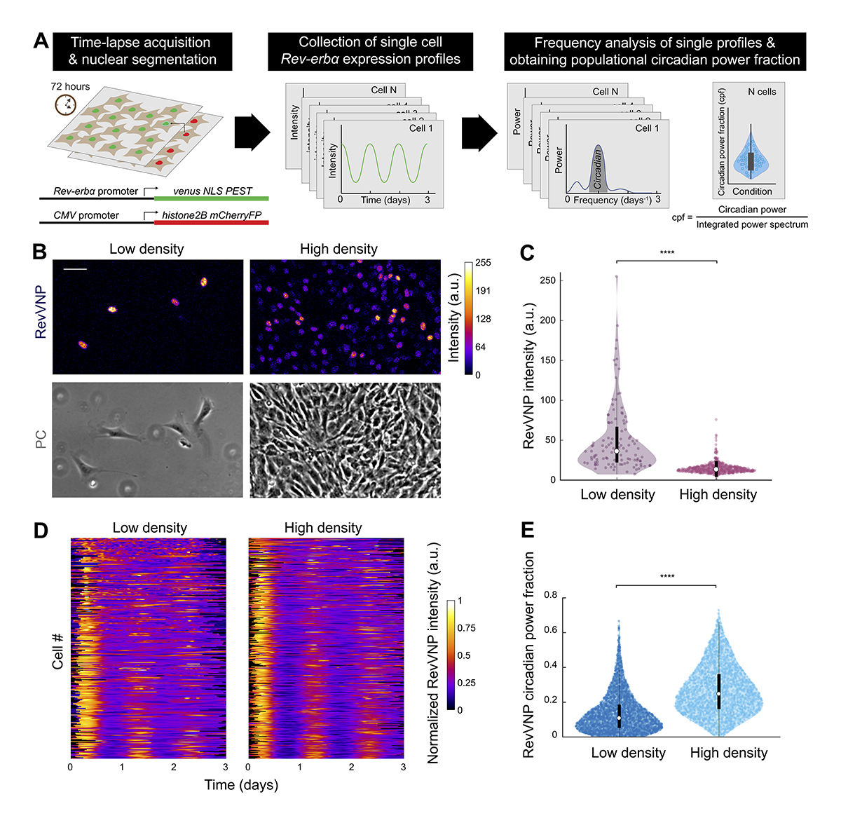 .<a href="/juanfraam/">Juan Francisco Abenza</a>, @leonerossetti, <a href="/XavierTrepat/">Xavier Trepat</a> et al. <a href="/IBECBarcelona/">IBEC</a> show that mechanosensing strongly affects circadian rhythms at the single-cell level through alterations in the expression &amp; intracellular localization of transcriptional regulators YAP/TAZ. bit.ly/46Ed8l9