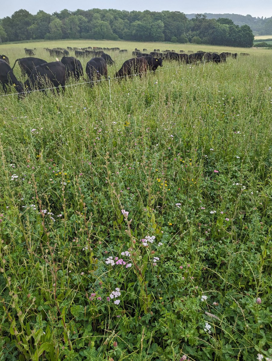 David cross tweet media