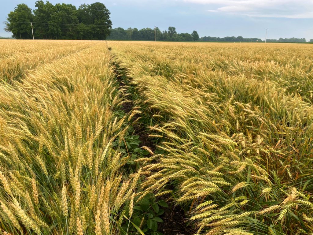 8 years of studying this and I’ve never lost the belief that from a pure physics and ecological standpoint intercropping produces more with less.

The patterns are fractal but it’s simple lifecycle analysis and quality of life (expression) the interactions and ancillaries 

1/2