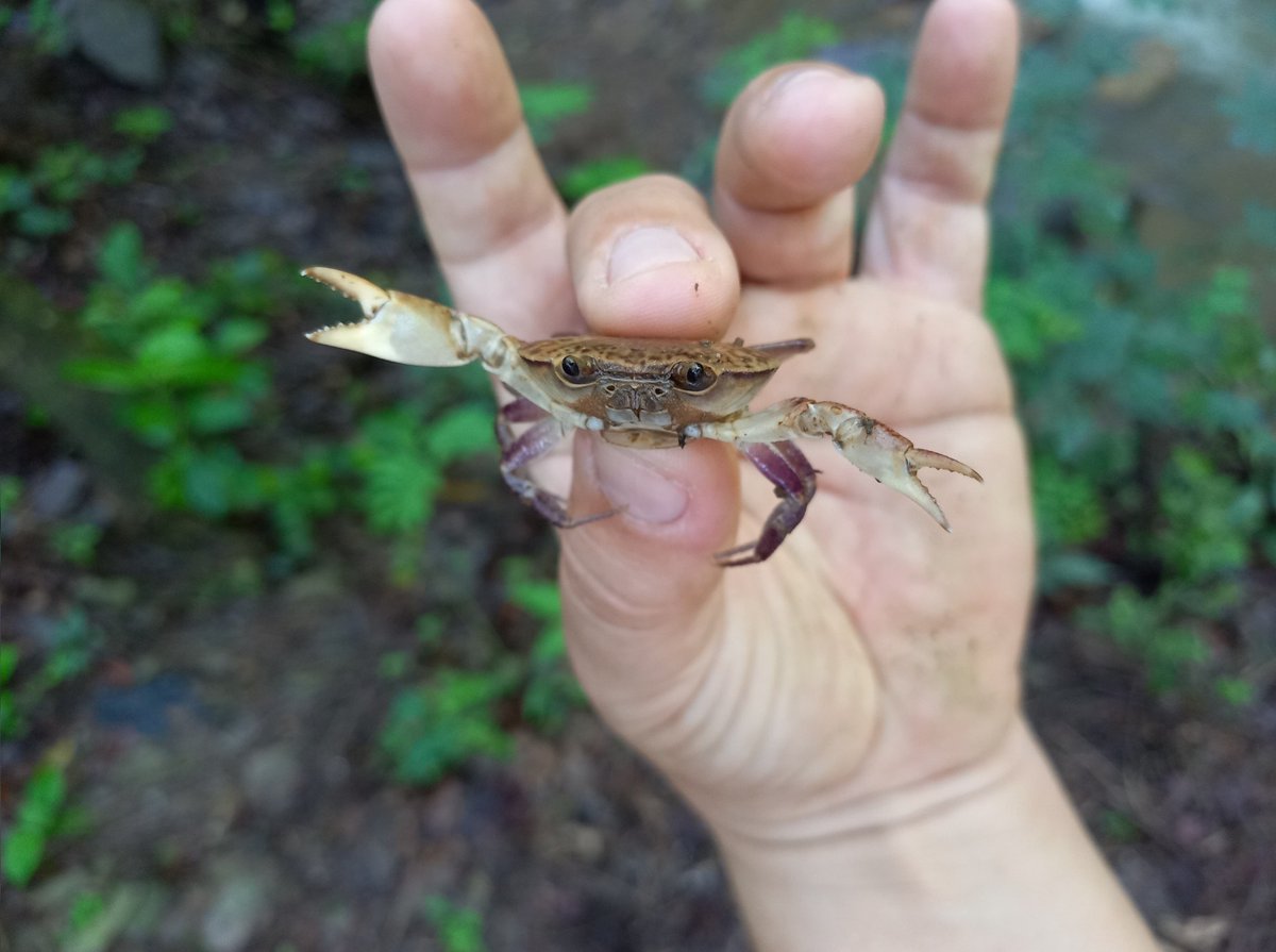 Ada_crab's tweet photo. ¿Sirven las plataformas de ciencia ciudadana? Hoy les traigo la nueva especie de cangrejo de montaña descubierta a través de un reporte en @inaturalist Les presento a Chaceus guajiraensis. https://t.co/4kZOU0jeDb