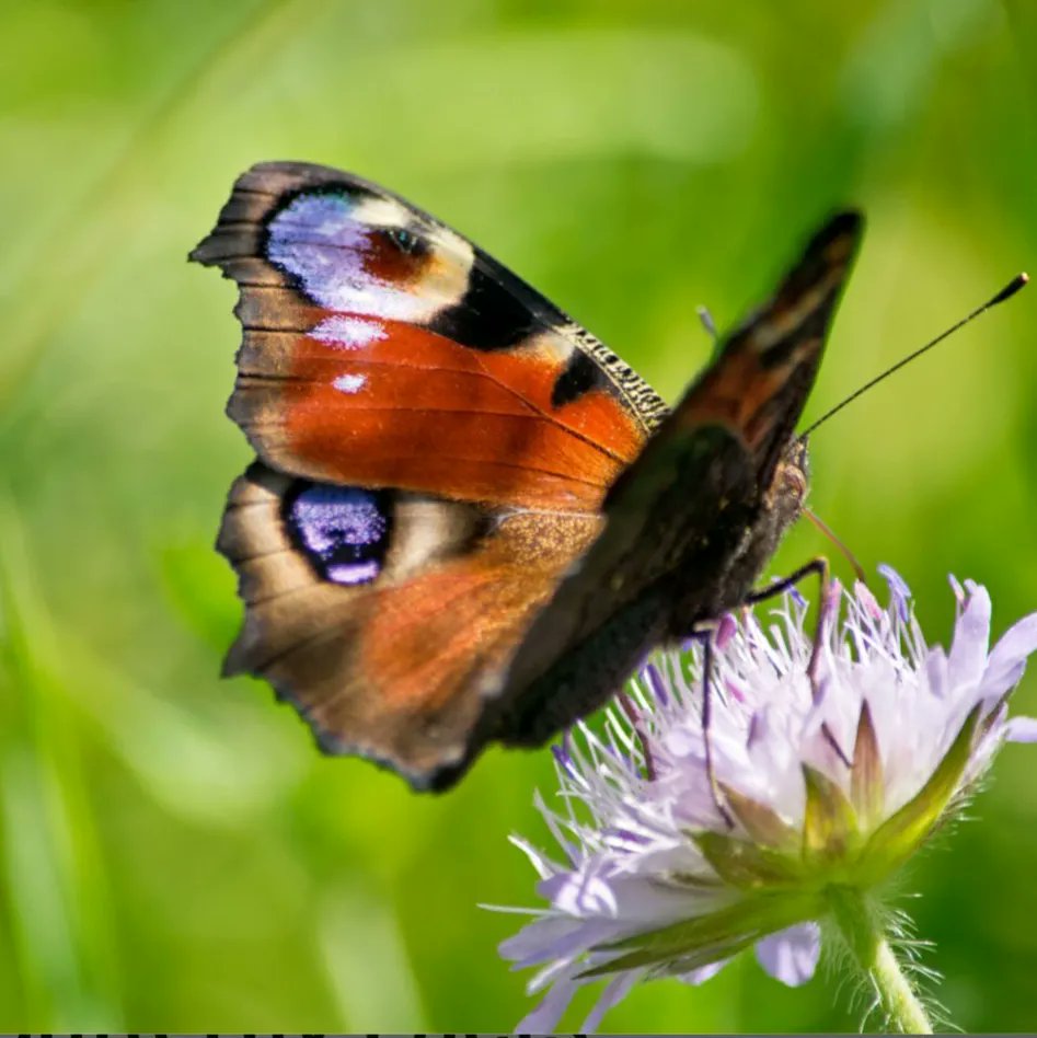 Andrew Wright tweet media